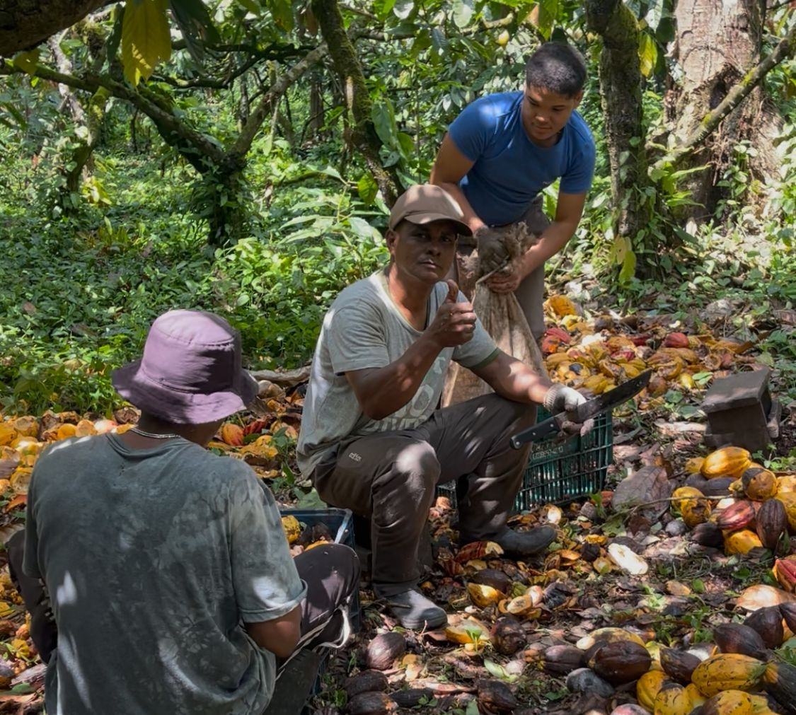 Expanding Our Regenerative Cacao Network